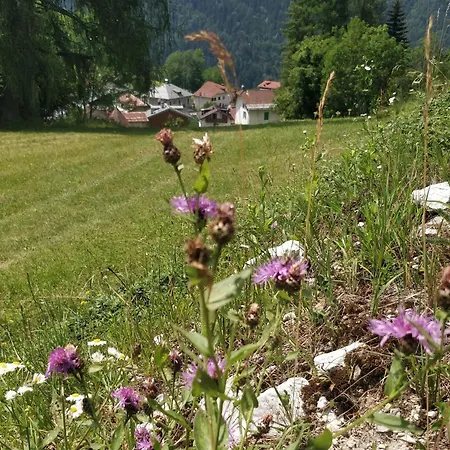Apartament La Casa Dei Cervi A Vinigo Vodo Cadore